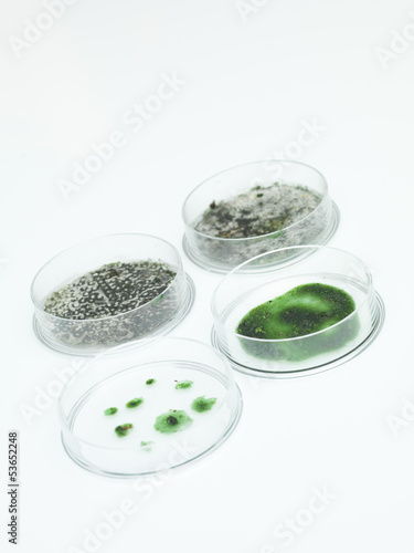 different development stages of mold