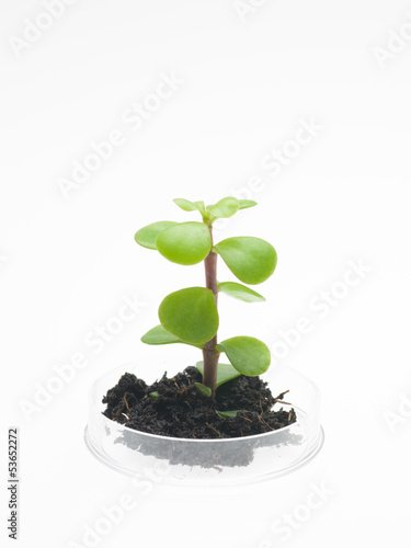 plant with soil growing in petri dish