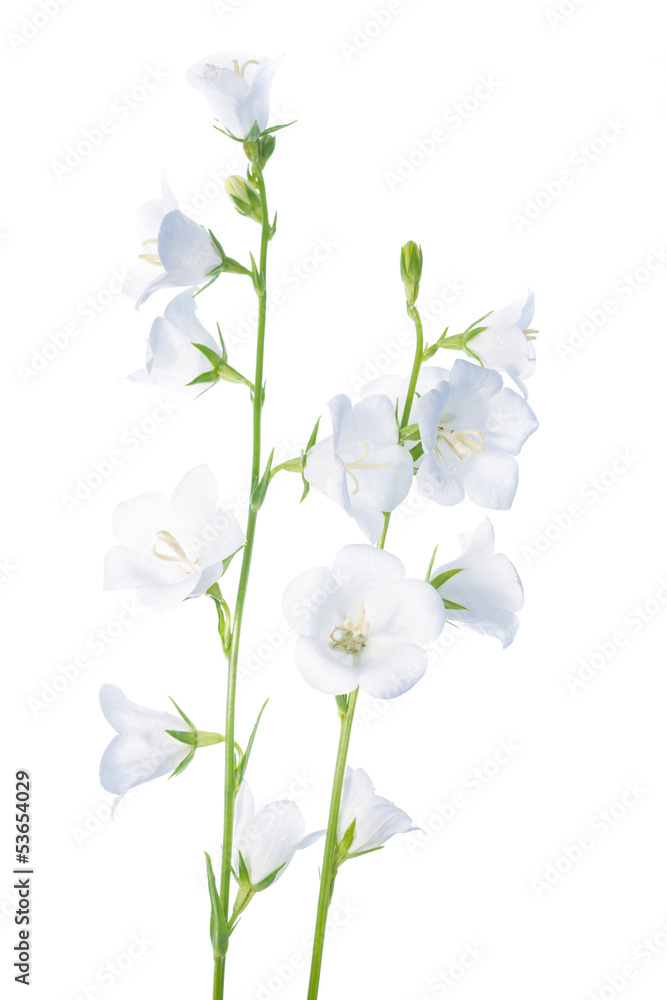 Fototapeta premium bell flower isolated on a white background