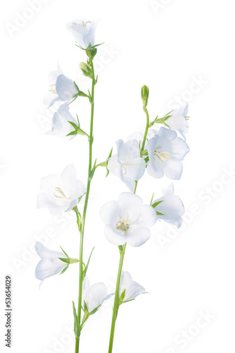 bell flower isolated on a white background