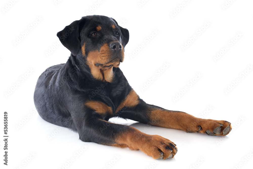 rottweiler