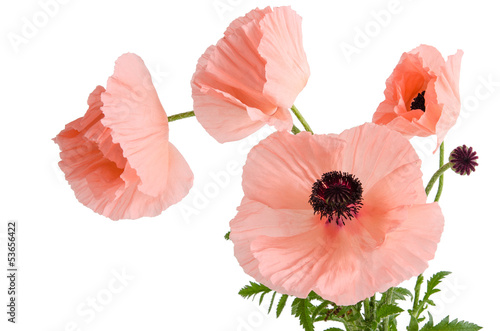 Fototapeta Naklejka Na Ścianę i Meble -  Rosa Mohnblumen