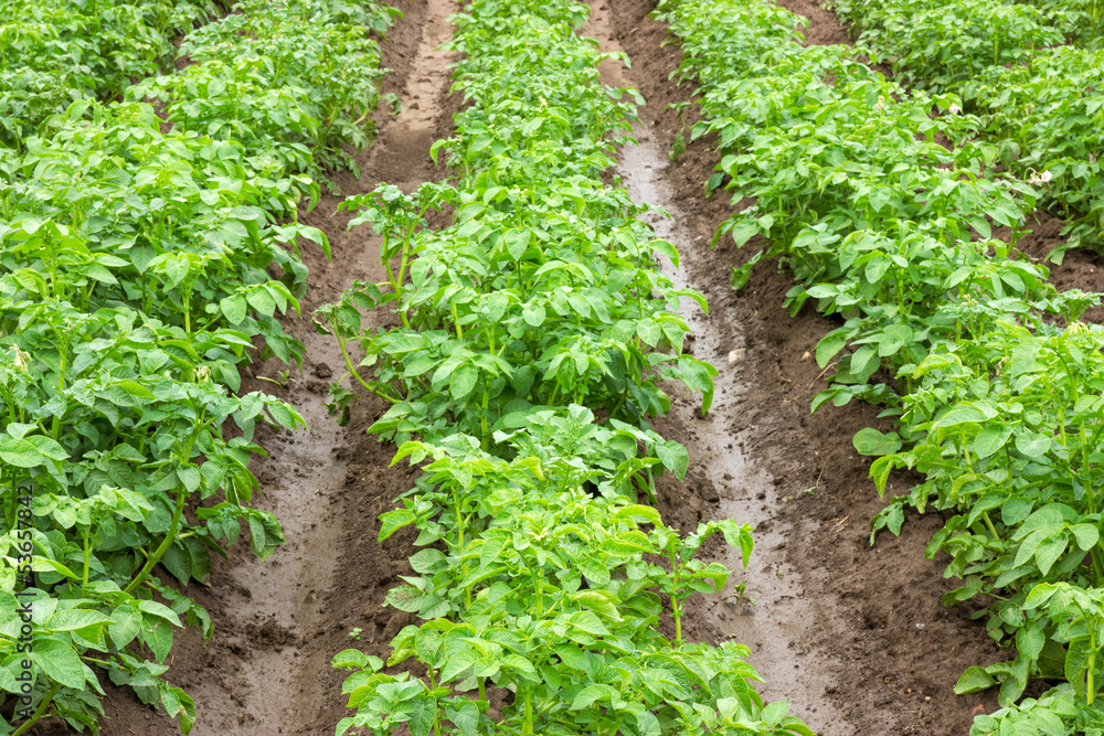Potato fields Potato fields