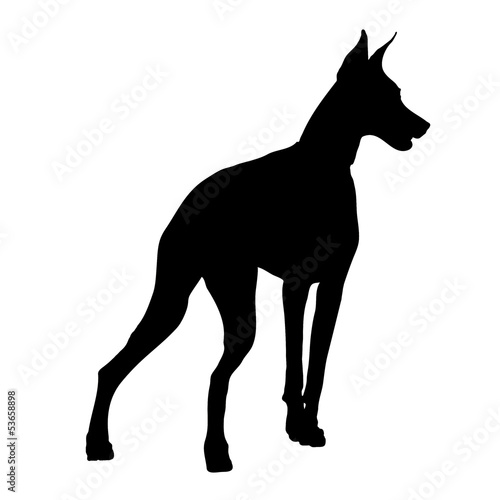 Doberman Silhouette
