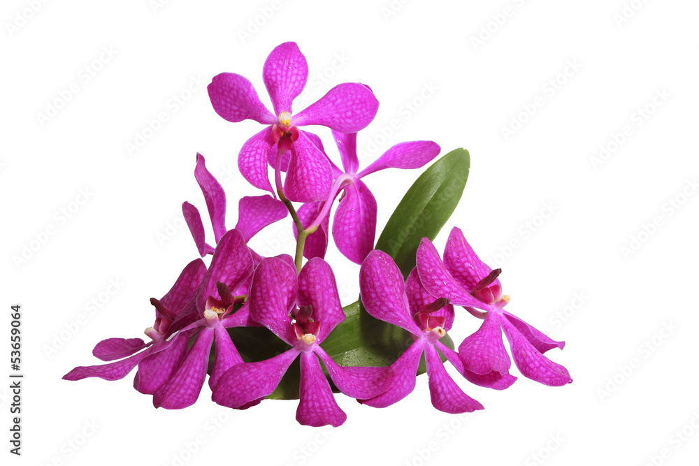Purple orchid isolated on a white background