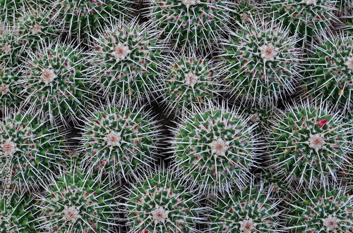 background cactus pattern