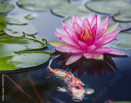 Fototapeta Naklejka Na Ścianę i Meble -  Pink lotus