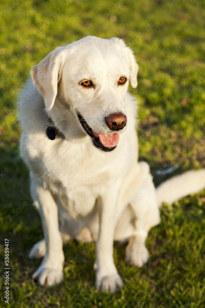 Mixed Labrador Dog Portrait at the Park Mixed Labrador Dog Portrait at the Park
