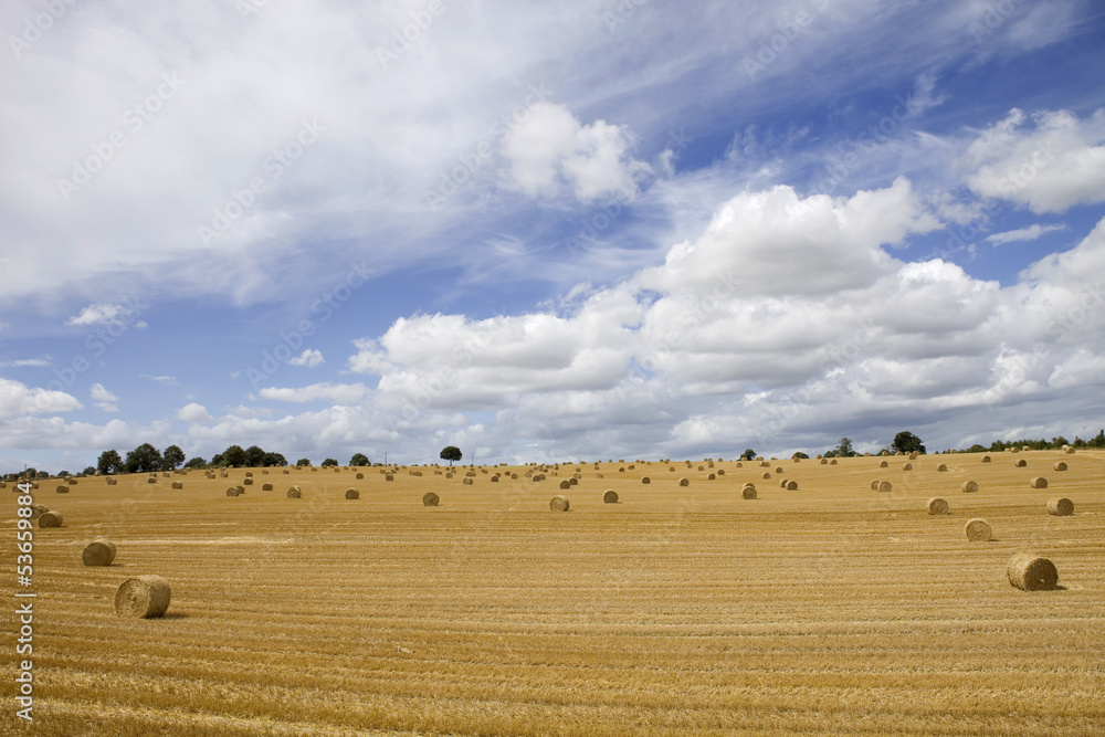 Obraz premium dry hay