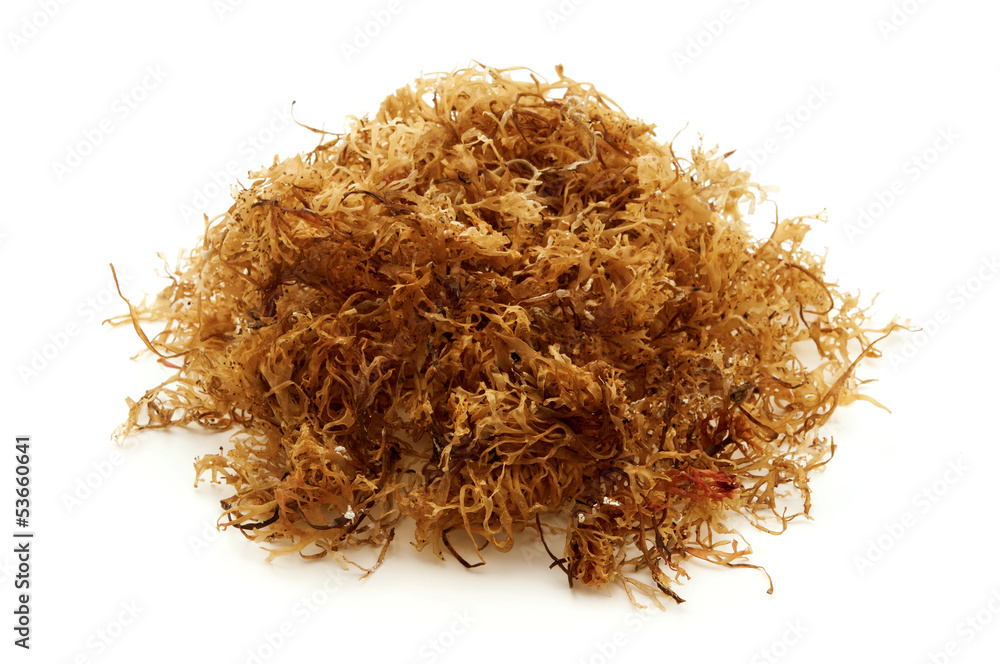 Fototapeta premium Carrageen moss