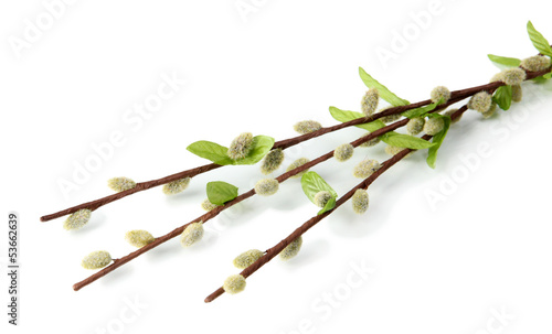 Fotografie, Obraz Pussy-willow twigs isolated on white