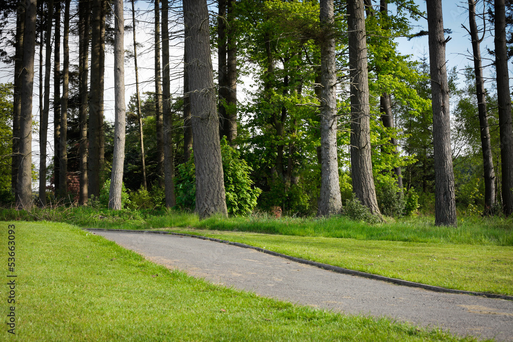 Obraz premium Forest track