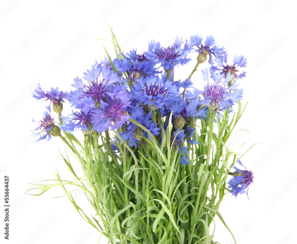 Beautiful bouquet of cornflowers ,isolated on white Beautiful bouquet of cornflowers ,isolated on white