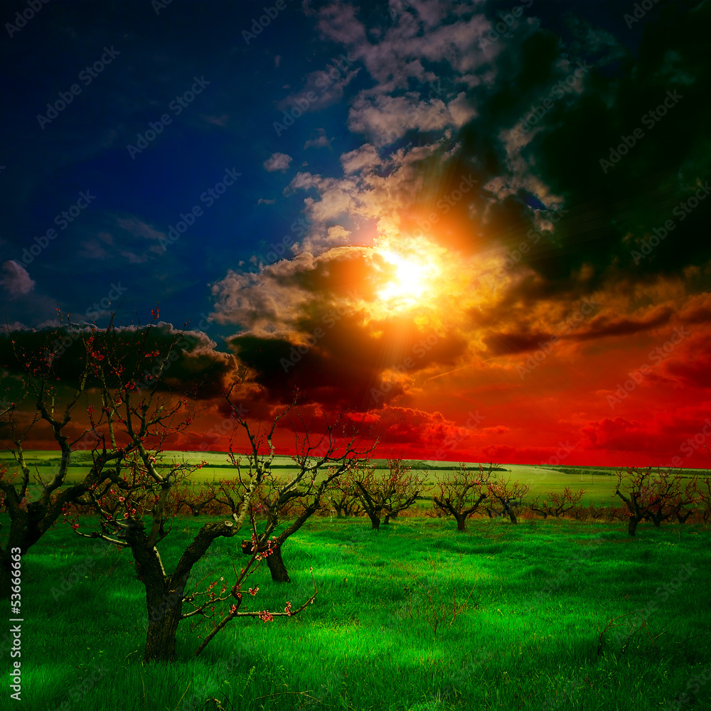 Fototapeta premium tree garden