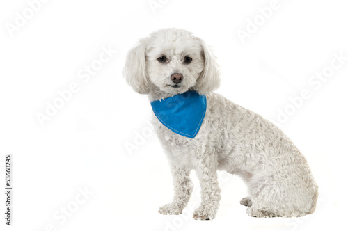 Φωτογραφία Bichon dog