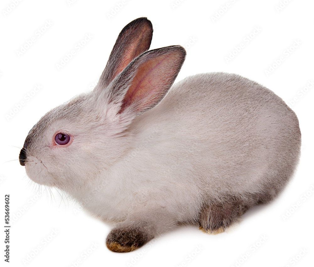 Rabbit isolated on a white background.