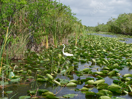 Vida verde