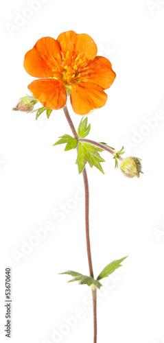 Fototapeta Naklejka Na Ścianę i Meble -  Blossom of potentilla atrosanguinea