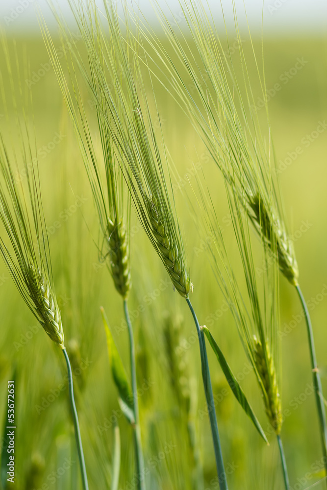 Organic Green spring grains with shallow focus Organic Green spring grains with shallow focus