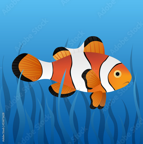 Clownfish