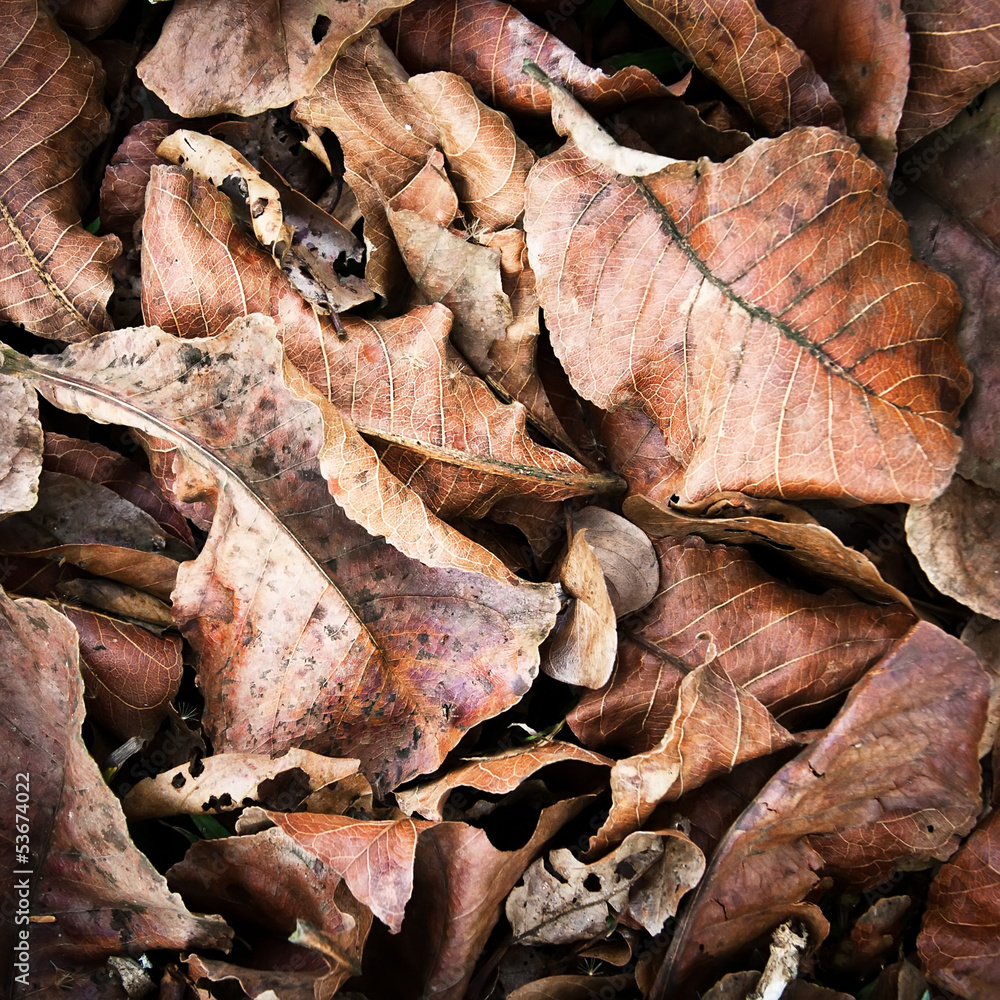 Grunge autumn background with dried leaves