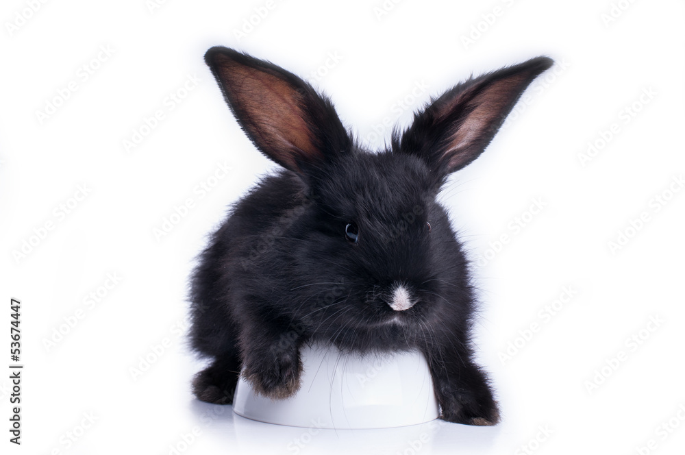 Fototapeta premium Small racy dwarf black bunny isolated on white background