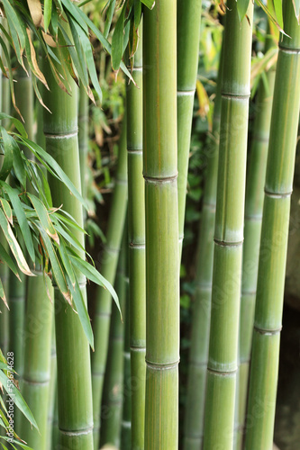Fototapeta Naklejka Na Ścianę i Meble -  Forest of bamboo