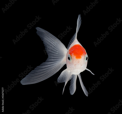 Goldfish swimming.
