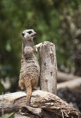 Meerkat on watch, keeping safe guard for the rest of the family