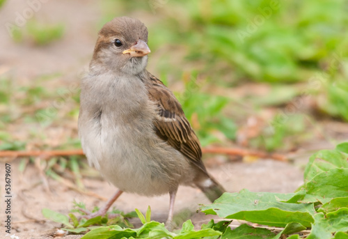 Female house sparrow (Passer domesticus) © meoita