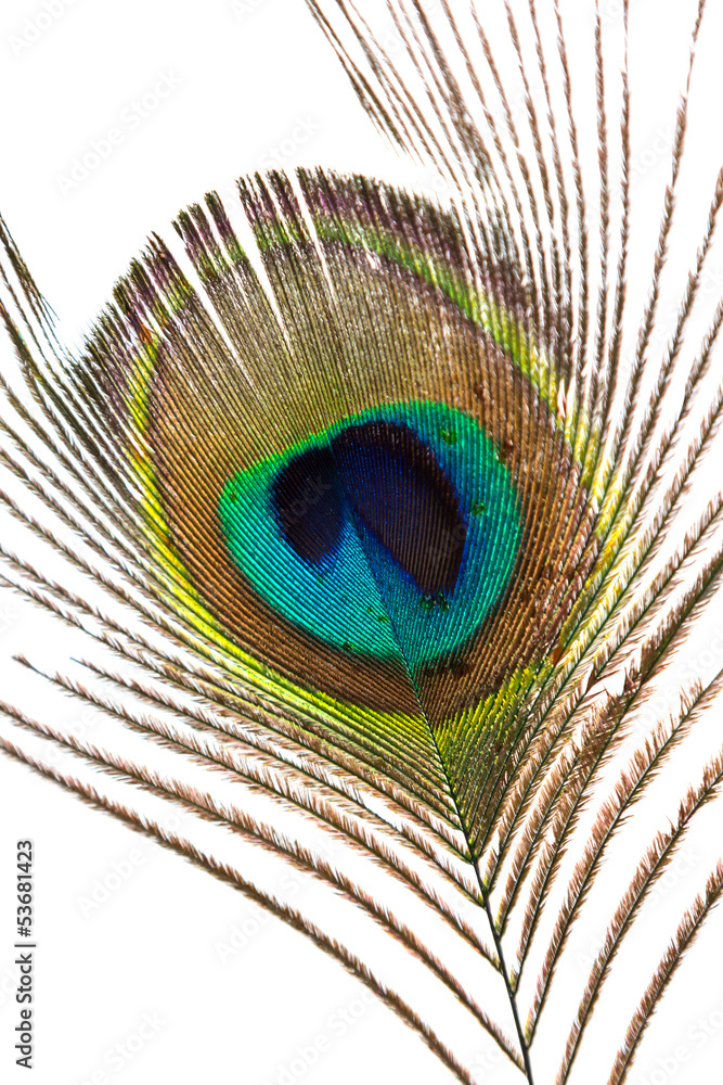 Fototapeta premium Feather of peacock on isolated background