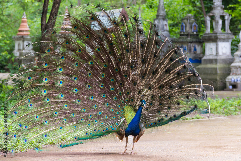 Obraz premium The peacock show with feather