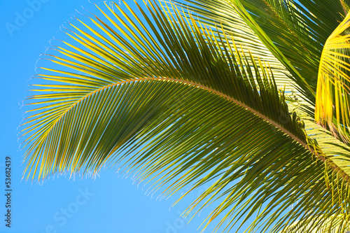 palme de cocotier