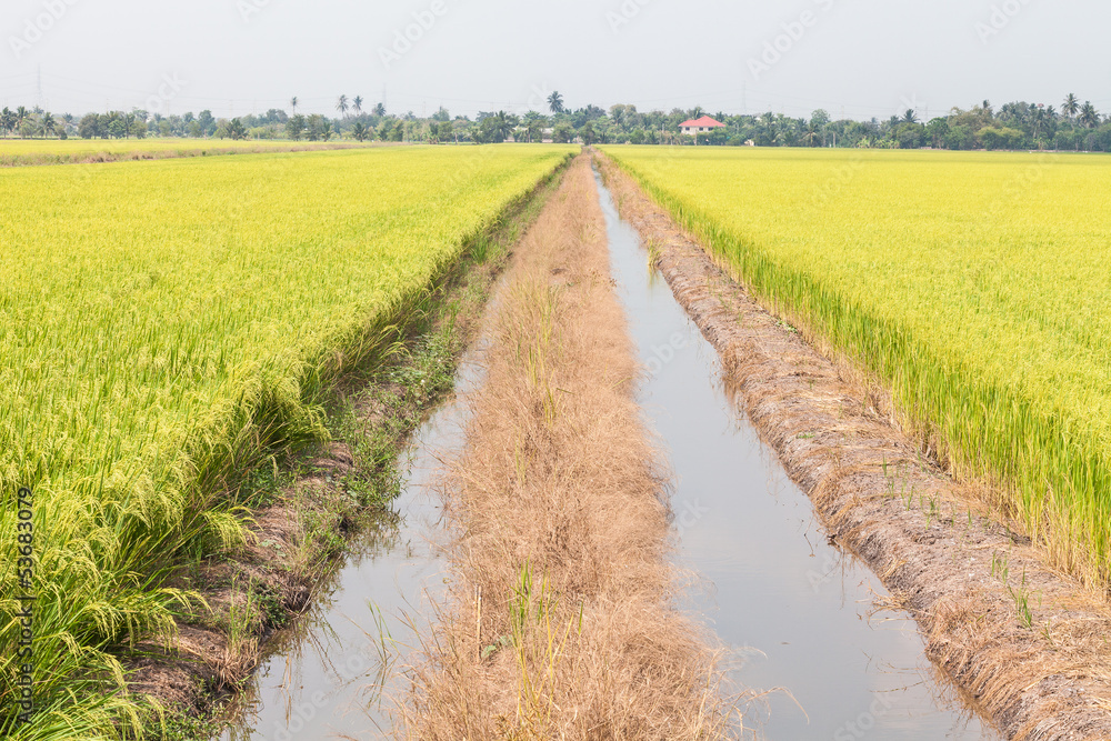 green paddy rice in field.