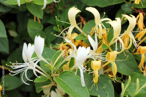 Lonicera - Honeysuckle
