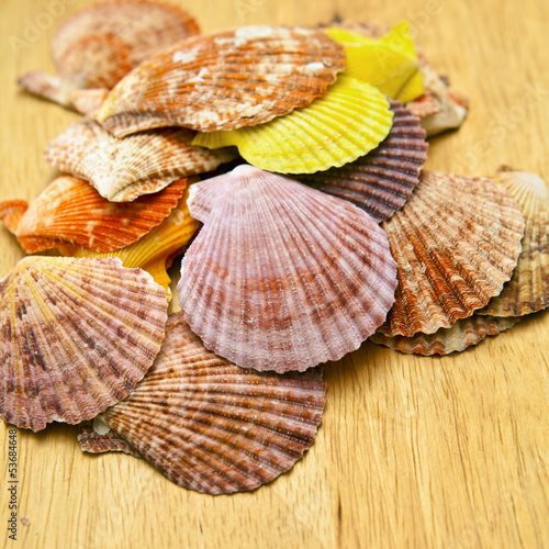 Sea shells on the board