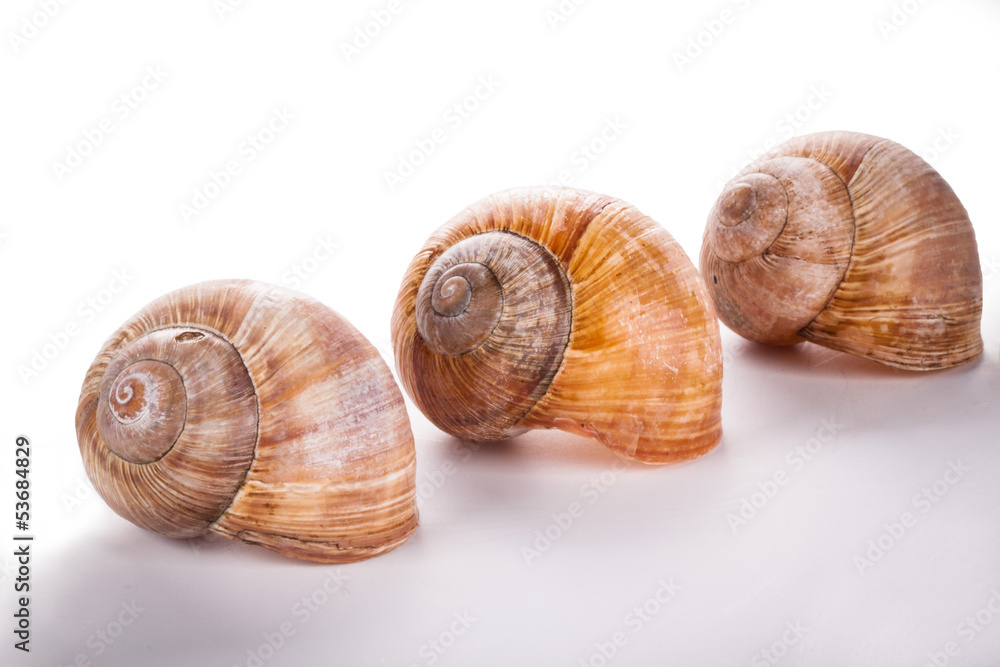 garden snail (Helix aspersa) isolated on white background
