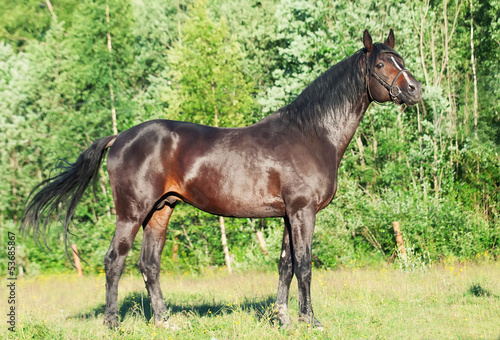 beautiful breed  stallion at forest background © anakondasp