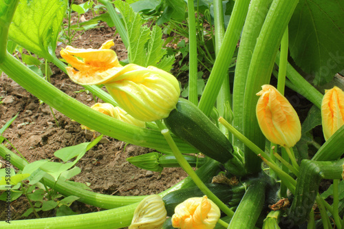 zucchini on plant closeup