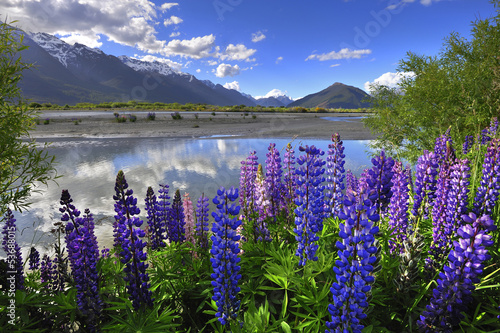 Lupines on the shore of the river in New Zealand photo