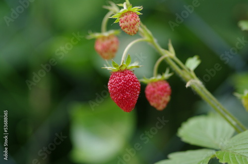 Wilde Erdbeeren 6