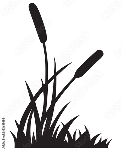 Silhouette reed isolated on white background