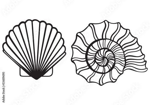 Sea shells isolated on white background