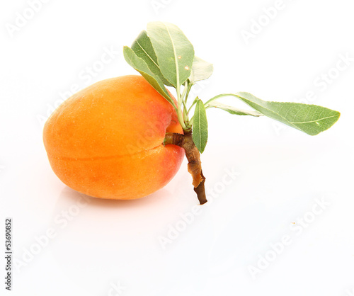 Abricot sur fond blanc