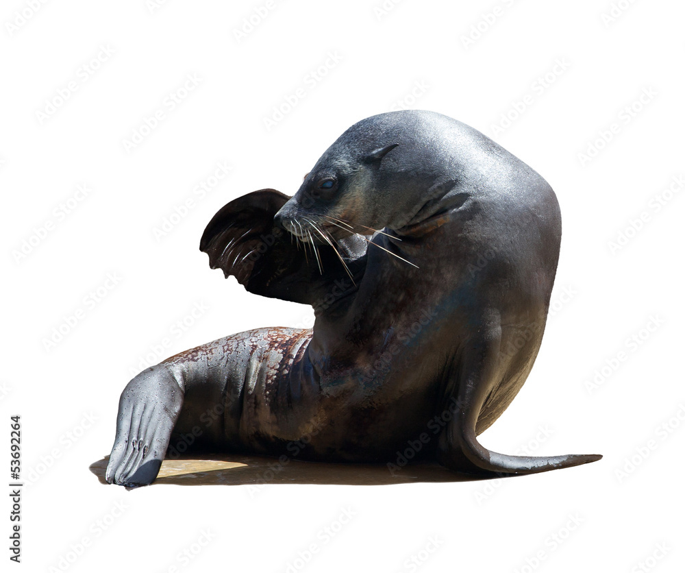 Fototapeta premium Harbor seal
