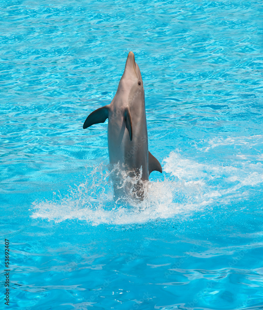 Naklejka premium Dolphin