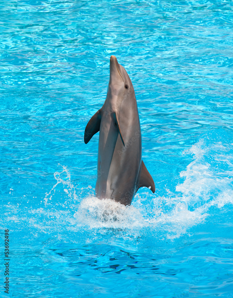 Obraz premium Dolphin