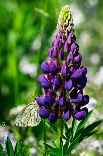 Butterfly on Purple Lupine