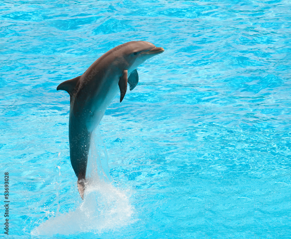 Fototapeta premium Dolphin