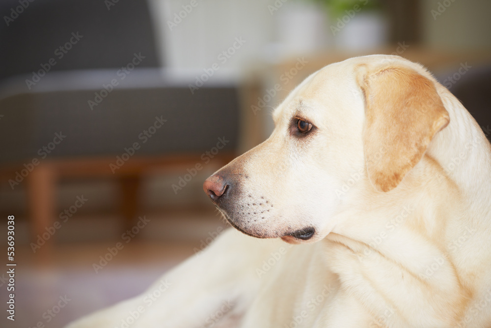 Dog at home Dog at home